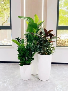 探寻宁波江北植物租赁设计，打造个性绿植景观